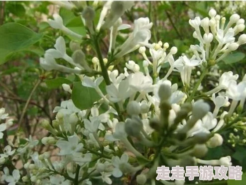开心丁香最新研究发现丁香花的香气有助于缓解压力和焦虑