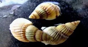 蚌珠儿：新鲜事！近日蚌珠儿在海洋保护活动中积极参与，呼吁大家关注海洋生态。