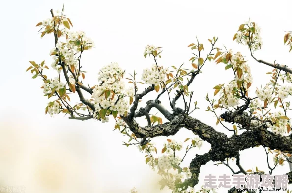 早知小说盛世梨花殿心怀梦想勇敢追求未来的光辉与希望