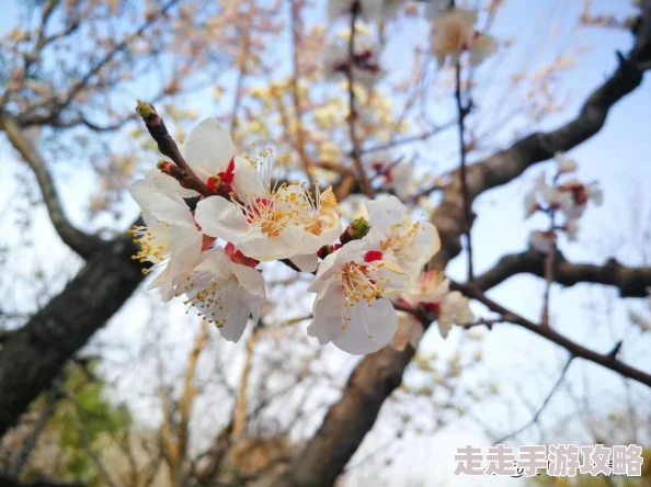 杏花村的女人她从沉睡中醒来，迎接新的一天勇敢追逐梦想