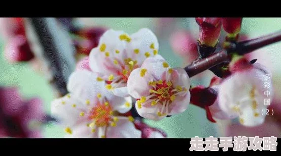 杏花村的女人她从沉睡中醒来，迎接新的一天勇敢追逐梦想