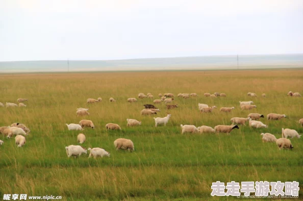 青青草原成人绵羊反抗军揭竿而起引发草原大乱 青青草原成人绵羊反抗军揭竿而起引发草原大乱