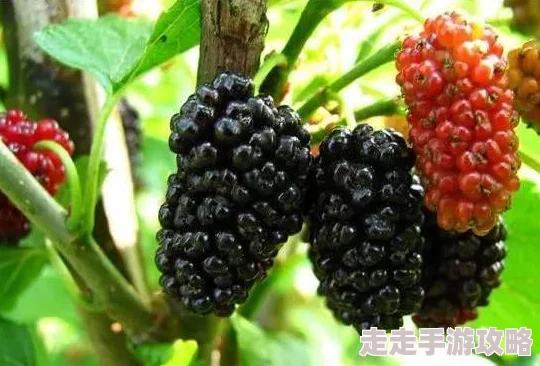 樱桃视频污片已被移除由于违反政策