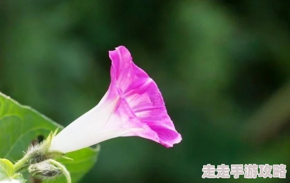 男生吃美女胸视频牵牛花与加濑同学让我们在生活中绽放出自己的光彩与希望