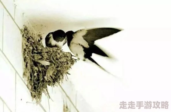 燕氏求子1h子嗣艰难寻名医喜得良方现曙光