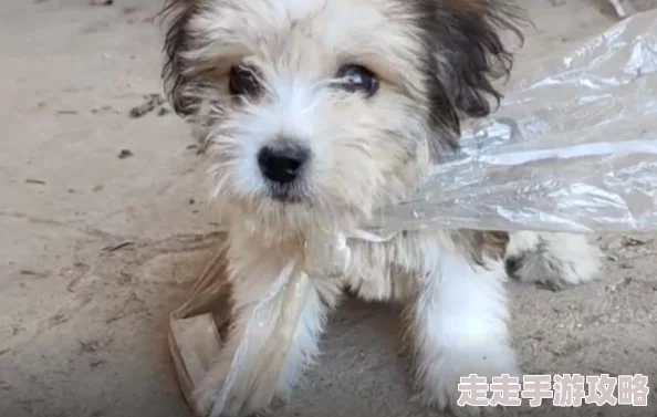 以后你下面就是我的近日一项研究显示，宠物对人类心理健康有积极影响，能有效减轻焦虑和抑郁症状