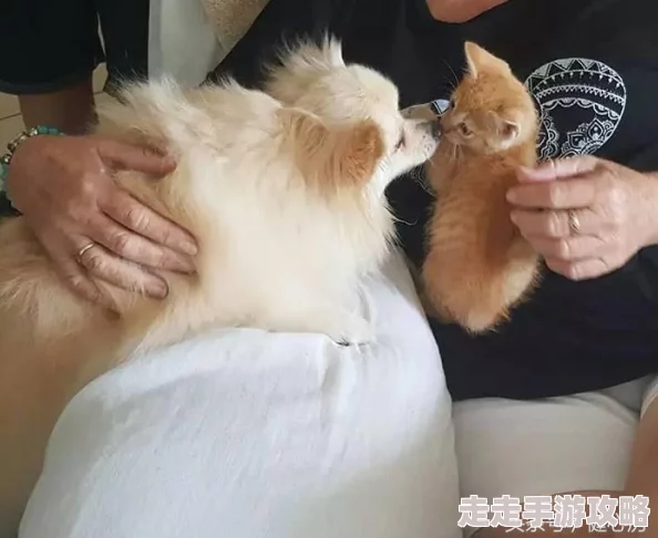 以后你下面就是我的近日一项研究显示，宠物对人类心理健康有积极影响，能有效减轻焦虑和抑郁症状