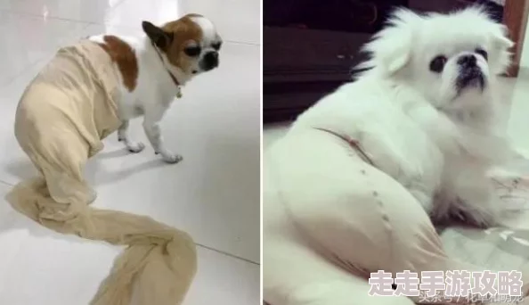 我的丝袜麻麻最近推出了全新系列的丝袜，采用环保材料，舒适透气，深受顾客喜爱