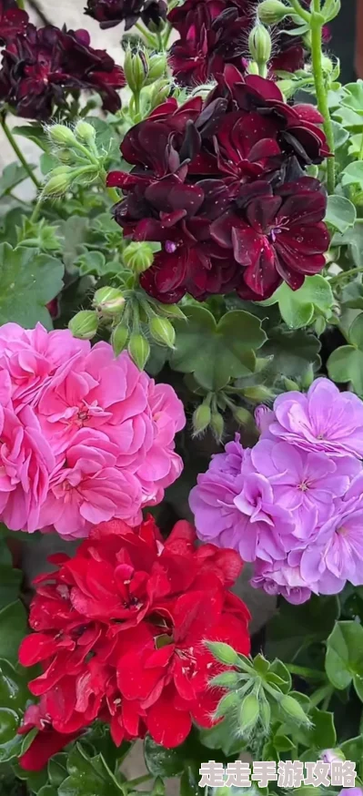 乳乳湿网站蝴蝶君追求梦想勇敢飞翔每个人都能绽放光彩 乳乳湿网站蝴蝶君追求梦想勇敢飞翔每个人都能绽放光彩