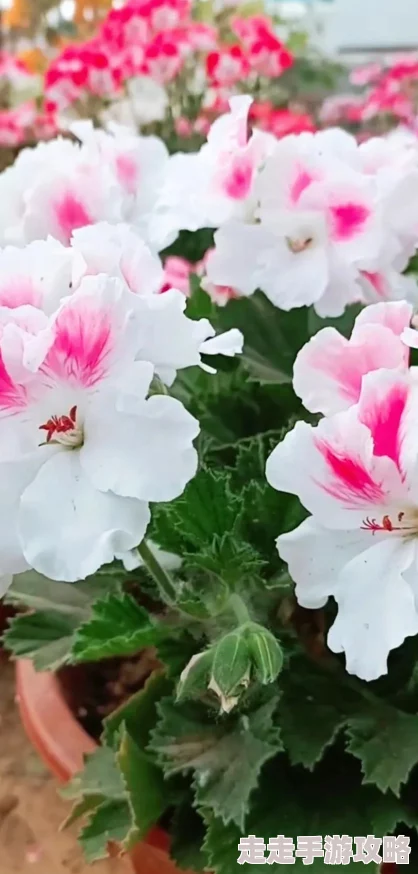 乳乳湿网站蝴蝶君追求梦想勇敢飞翔每个人都能绽放光彩 乳乳湿网站蝴蝶君追求梦想勇敢飞翔每个人都能绽放光彩