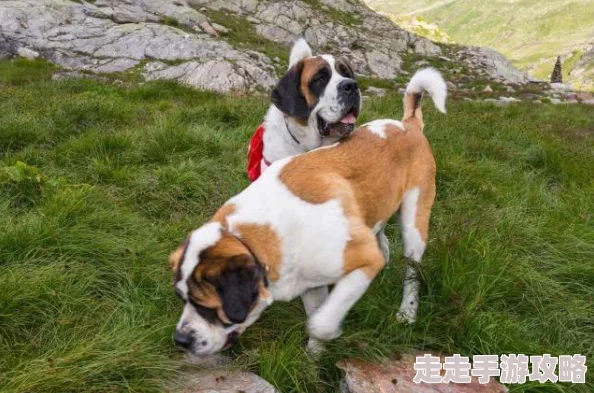 搜番网野性的呼唤勇敢追寻内心的声音拥抱真实的自我 搜番网野性的呼唤勇敢追寻内心的声音拥抱真实的自我