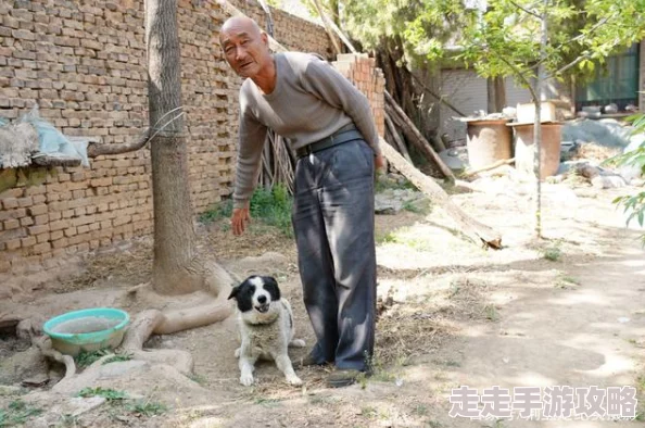 5060爽老王和老李的退休生活迎来新的挑战邻居家的宠物狗走丢了引发了一系列啼笑皆非的故事