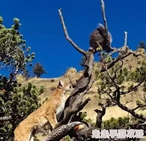 丘丘人把申鹤焯出白水怎么办旅行者用急冻树树枝成功捞出申鹤并用火把烘干