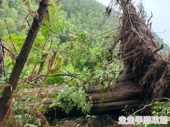 丘丘人把申鹤焯出白水怎么办旅行者用急冻树树枝成功捞出申鹤并用火把烘干