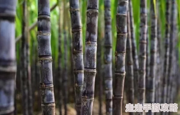 我的世界：惊喜升级！可挂机式超高效甘蔗机制作教学，解锁全新自动收获技巧！