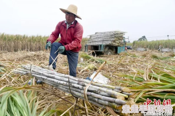 我的世界：惊喜升级！可挂机式超高效甘蔗机制作教学，解锁全新自动收获技巧！