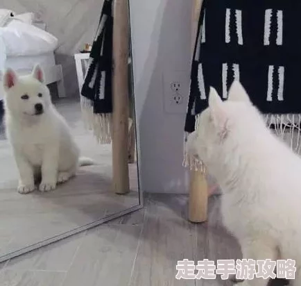 照着镜子看我怎么弄你听说隔壁老王家的猫昨天学会了后空翻