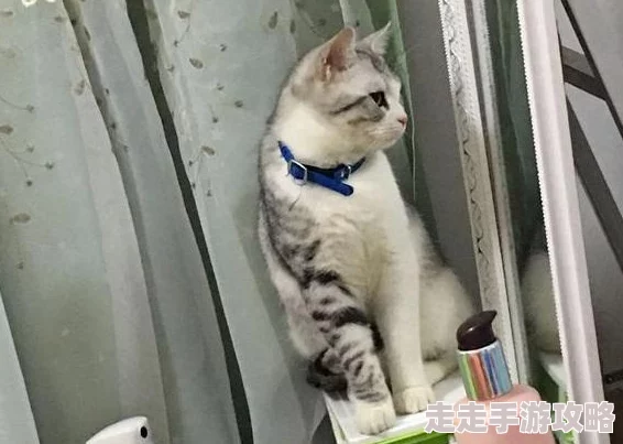 照着镜子看我怎么弄你听说隔壁老王家的猫昨天学会了后空翻