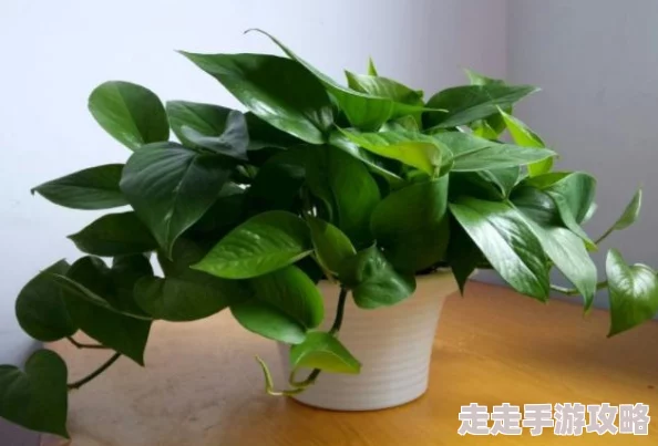 独家爆料：辐射4最佳汉化包推荐，哪款才是最完美的选择？