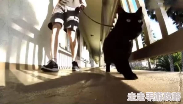 为什么可爱猫咪视频如此受欢迎 因为它们展现了猫咪的萌态治愈人心
